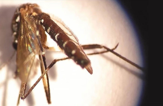 Asya kaplan sivrisineğine karşı plastik atık uyarısı!