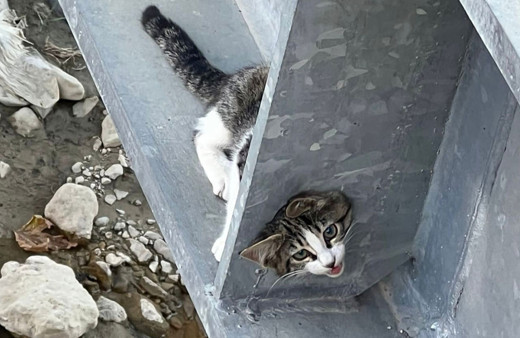 Çorum'da köprüye sıkışan kediyi itfaiye kurtardı!