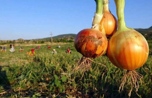 Yozgat'ın soğanı tarlada 5, tezgahta 15 lira!
