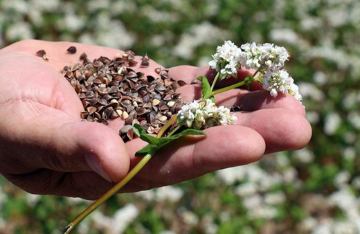 Glutensiz beslenenler için vitamin deposu: Karabuğday!