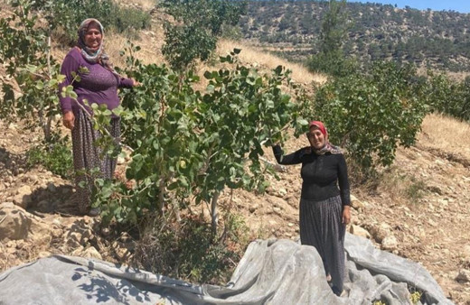 Mersin Mut'ta Antep fıstığı hasadı başladı!