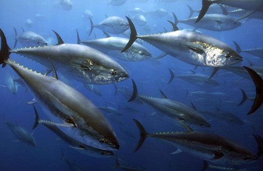 Orkinos ihracatı yılın ilk yarısında 40 milyon dolar döviz getirdi!