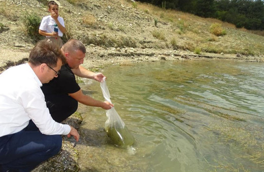 Tekirdağ’da göletlere yarım milyon sazan salındı!