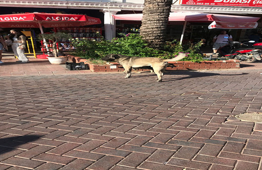 Başıboş köpekler Antalya'da küçük çocuğa dehşet yaşattı! 11 yaşındaki çocuğun baldırını kopardı