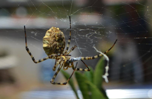 Ayvalık'ta tüyler ürperten görüntüler! Dünyanın en zehirli örümcek türlerinden birisi yakalandı