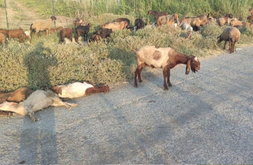 Bir anda yere yığıldılar! Arazide otlayan 48 hayvan telef oldu!