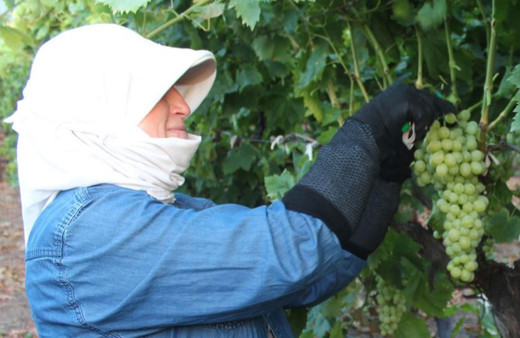 Üzümde hasat ve ihracat tarihleri belirlendi