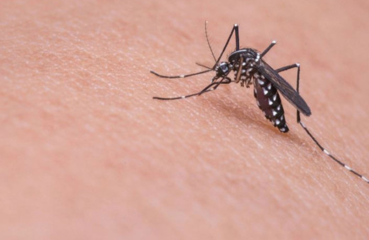 Bangladeş'te bu yıl dang hummasından ölenlerin sayısı 364'e yükseldi!