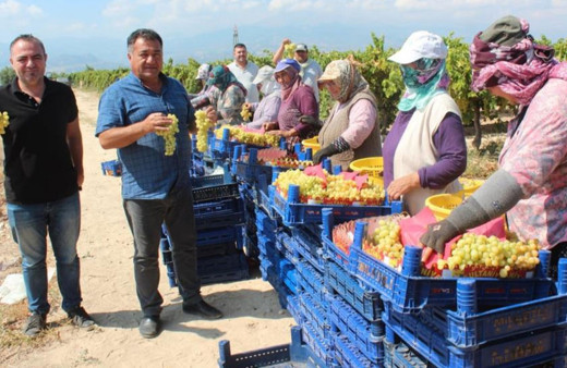Sultani üzümde ilk ihracat tırları yola çıktı!