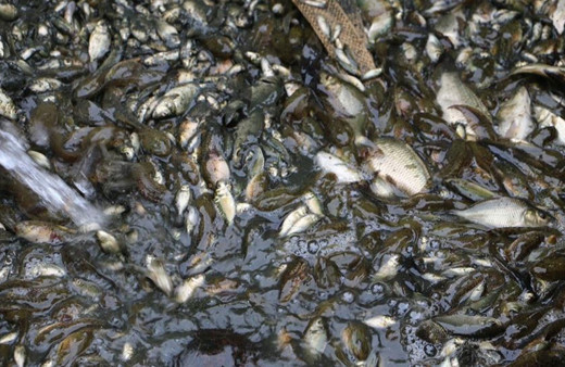 Bolu’da üretilen bir milyon yavru sazan Ankara’ya gönderildi