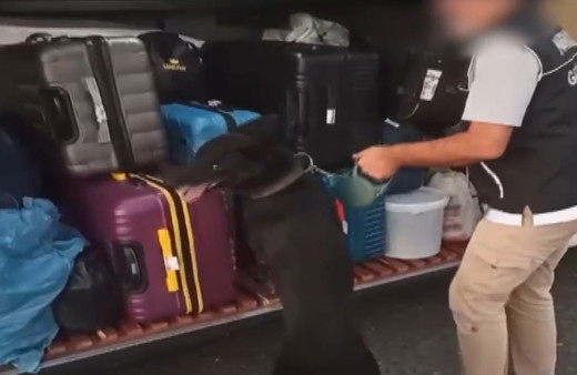 Gaziantep'te uyuşturucu tacirleri dedektif köpeklere yakalandı! 6 kilo skunk ele geçirildi