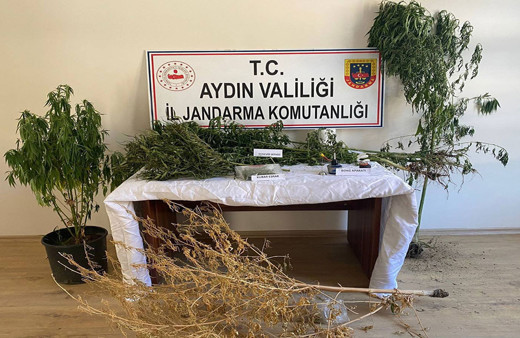 Aydın'da jandarma ekiplerinden uyuşturucu operasyonu! 22 kök kenevir ele geçirildi