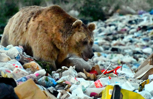 Kars'ta şehir çöplüğü boz ayılar için tehdit oluşturuyor!