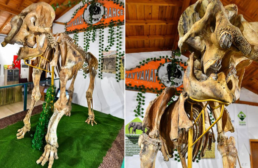 İzmir’in unutulmaz fili Pak Bahadır'ın iskeleti ziyaretçileri bekliyor!