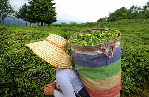 Türk çayı 7 ayda 17,2 milyon dolar kazandırdı