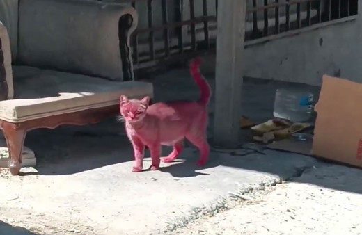Görenler gözlerine inanamadı! Kediyi pembeye boyayıp sokağa saldılar
