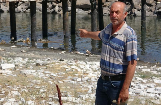 Van Gölü'nde çok acı manzaralar! Binlerce martı öldü, diğerleri de ölümü bekliyor nedeni ise...