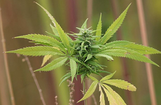 Almanya'da hükümet ülkede esrarın yasallaşması için adım attı