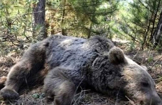 Kastamonu'da ayılar sıcaktan bunalınca olanlar oldu! Bahçeye girip saldırdılar