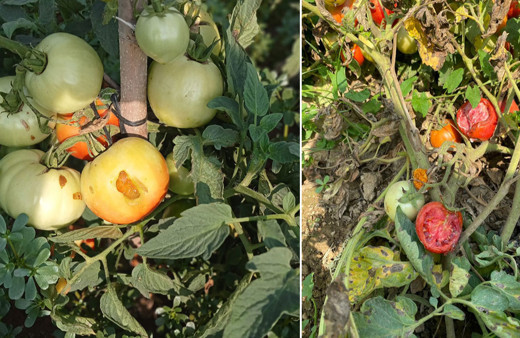 Bursa'da tarla fareleri ne bulursa dişlemiş! Zarar büyük!