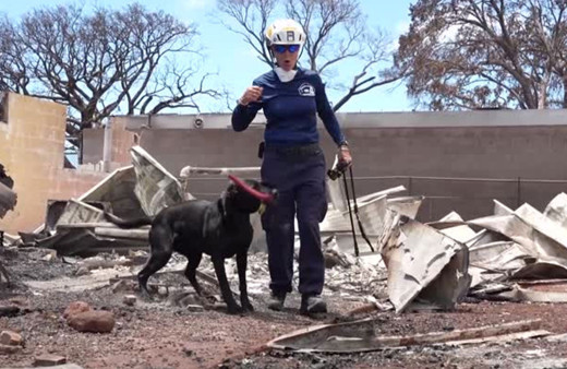 Hawaii'deki orman yangınlarında ölenlerin sayısı 106'ya yükseldi!