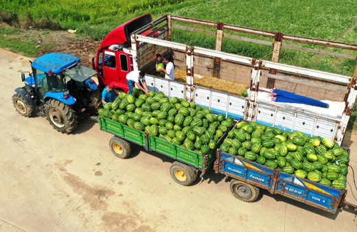 Coğrafi işaretli Kandıra karpuzunda hasat başladı!