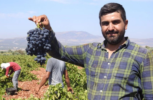 Güneydoğu'da sınırın sıfır noktasında üzüm hasadı başladı