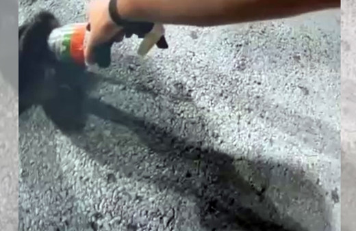 Kafası kavanoza sıkışan rakunu polisler kurtardı