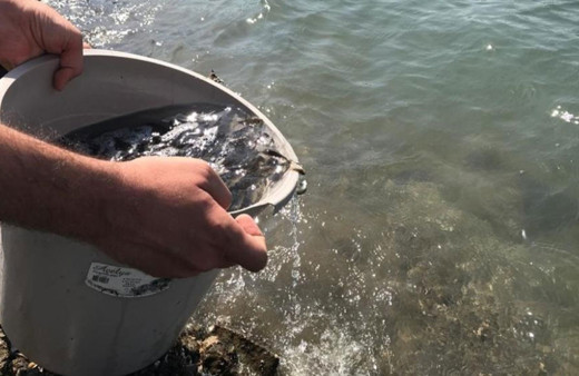 Çanakkale'de 484 bin sazan göl ve göletlere salındı!