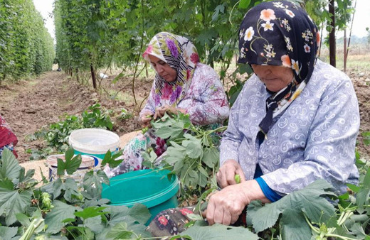 Türkiye’de sadece Bilecik’te yetişen şerbetçi otunun hasadı başladı