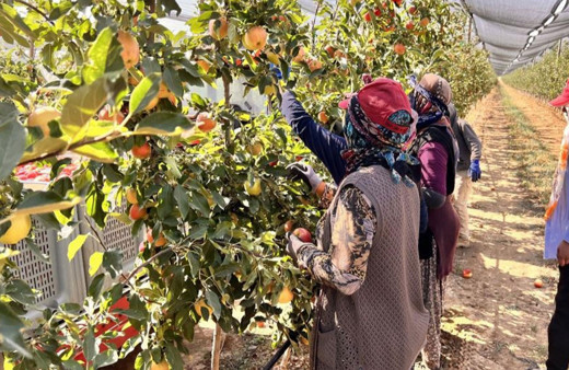 Niğde’de bu yıl 650 bin ton elma rekoltesi bekleniyor!