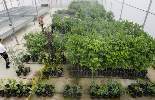 Antalya'da tropik meyve üretmek için Kumluca'da merkez kuruldu!