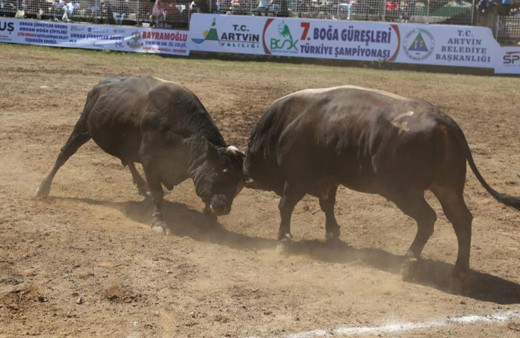 Artvin’de boğalar Türkiye şampiyonluğu için kapıştı!