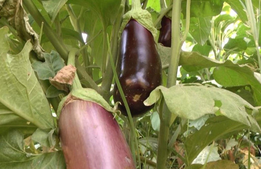 Tescilli Birecik patlıcanında hasat zamanı!