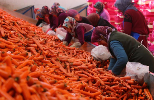 Konya havucunda hasat zamanı! Türkiye üretiminin yüzde 65'i burada!