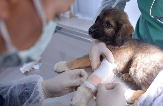 Veterinerler 4 ilde şiddet olaylarına tepki için iş bıraktı!