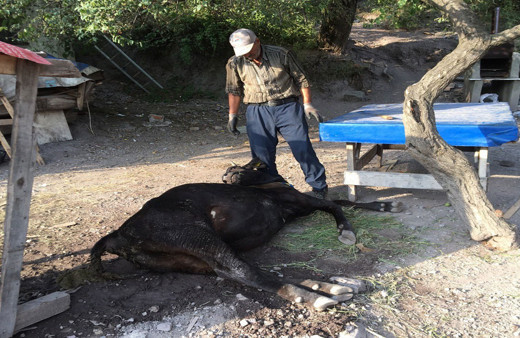 Yemden tasarruf etmek isterken hayvanlarından oldu! Küflenmiş kuru ekmek yiyen inekler çatlayıp telef oldu
