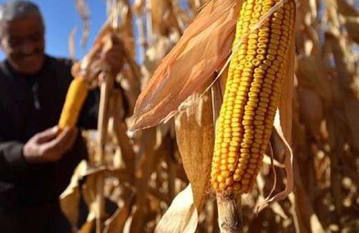 Mısır alım fiyatı ton başına 6 bin lira olarak belirlendi