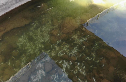 Gümüşhane Harşit Çayı'nda binlerce balık öldü!