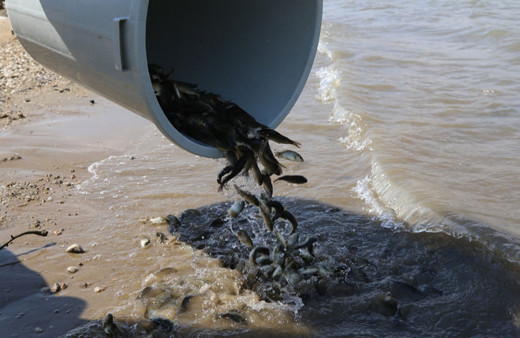Kırklareli'nde 550 bin yavru sazan barajlara bırakıldı!
