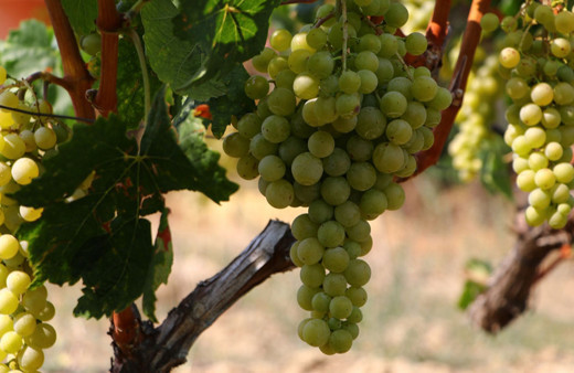 Tekirdağ bağlarında üzüm hasadı başladı!