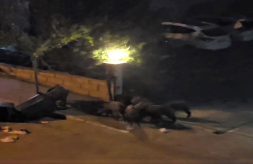 Kuraklık domuzları da vurdu! Aç kalan domuz sürüsü şehre indi