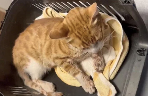 Esenyurt'ta vahşet: Kedinin çenesini kırıp dilini kestiler