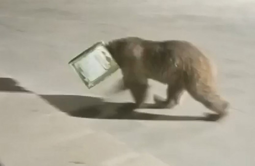 Kastamonu'da ayının kafası tenekeye sıkıştı! İple yakalanan ayıyı vatandaşlar kurtardı