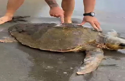 Hatay'da yaralı halde kumsala vuran caretta carettayı cankurtaran ekipleri kurtardı!