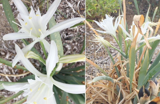 Kum zambağı koparmanın cezası 244 bin 315 TL!