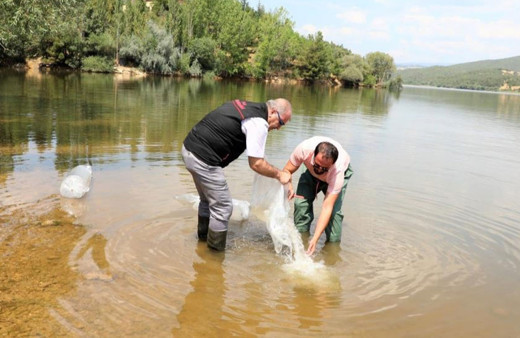 Uşak ve ilçelerinde 141 bin adet sazan yavrusu suya bırakıldı!