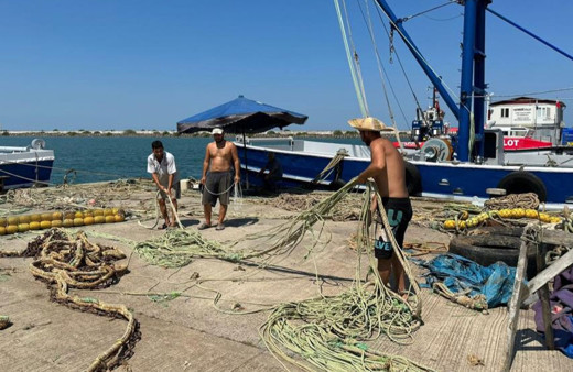 Bu sene denizde mezgit ve hamsi var!