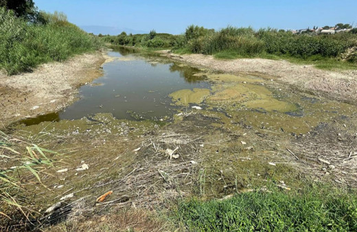 Büyük Menderes Nehri'nde kuraklık nedeniyle yüzlerce balık öldü!