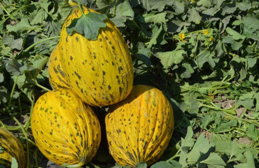 Manisa Kırkağaç kavununda ilk hasat yapıldı!